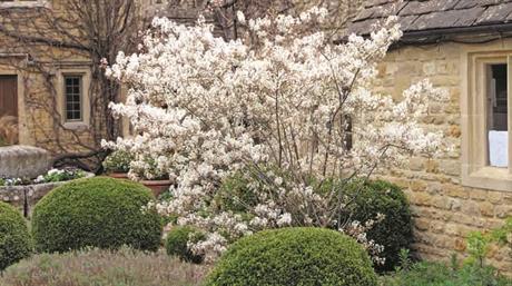 Head Gardener: Brilliant trees for planting in borders + Jane Moore VIDEO